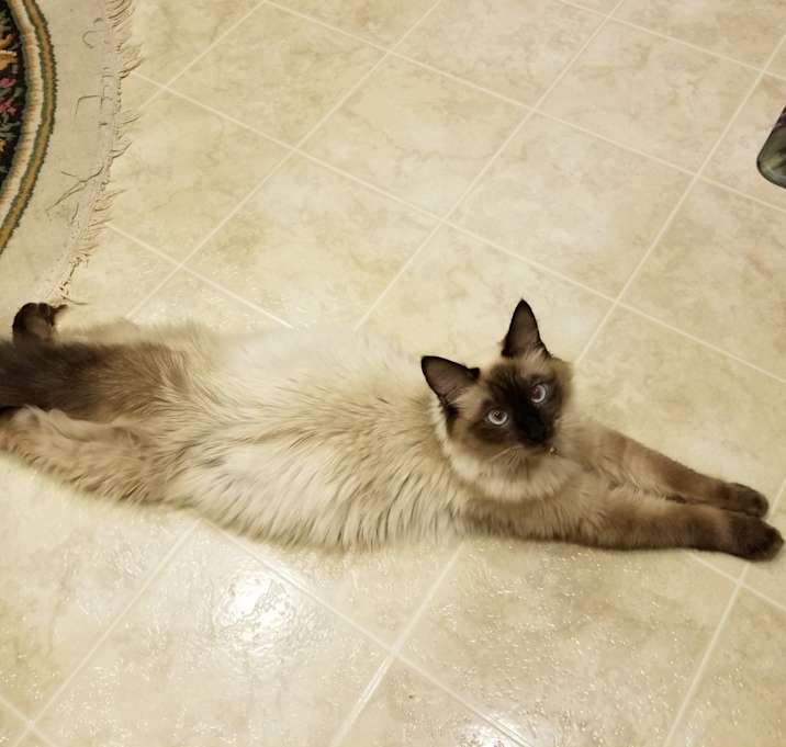 Photo of Joey