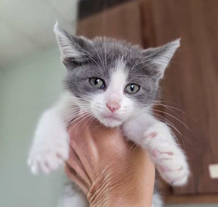 Photo of Othello