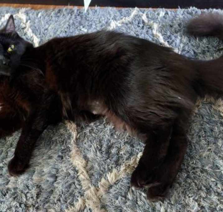 Photo of Midnight