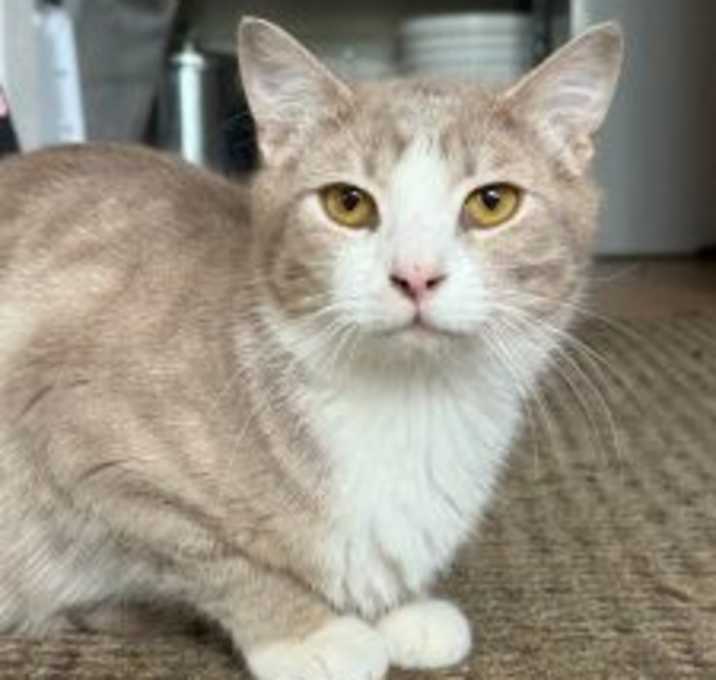Photo of Valentine