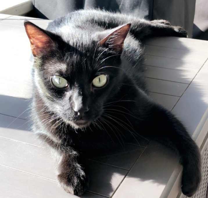 Photo of Gibson