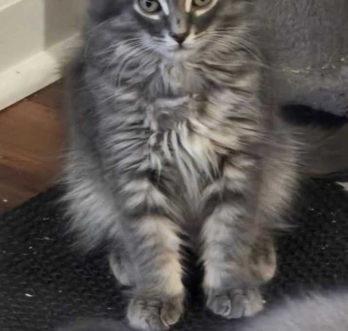 Photo of Padme