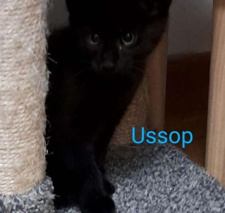 Photo of Ussop