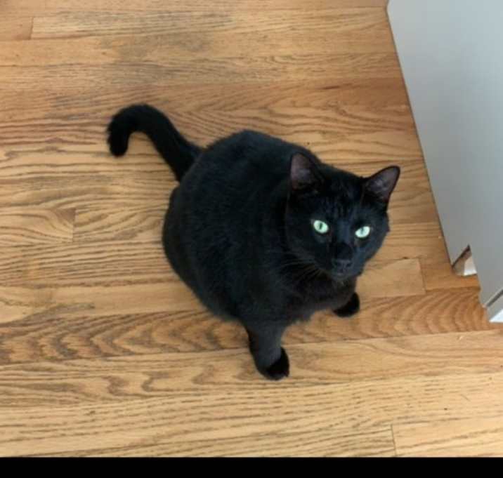 Photo of Benji
