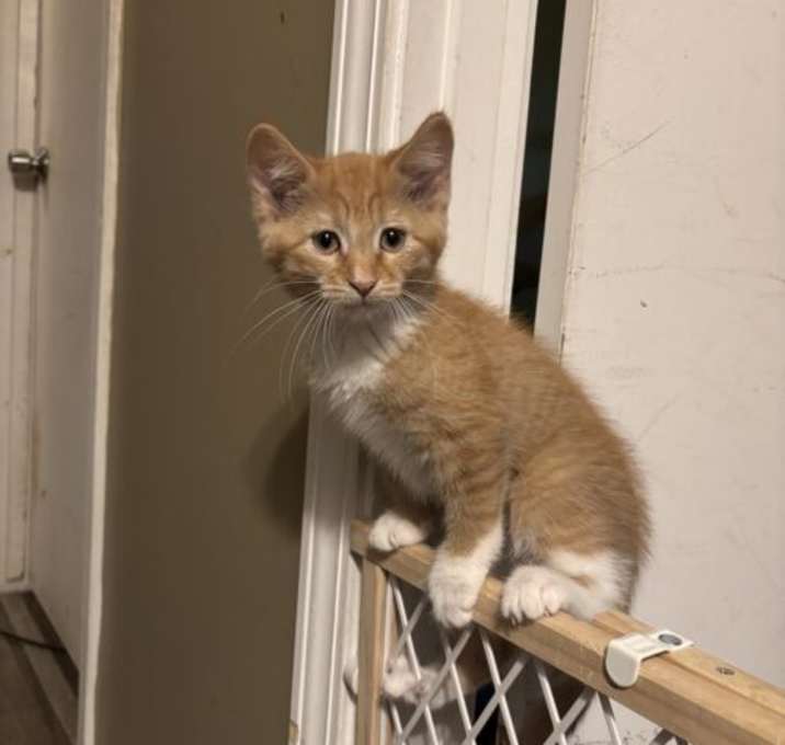 Photo of Blossom