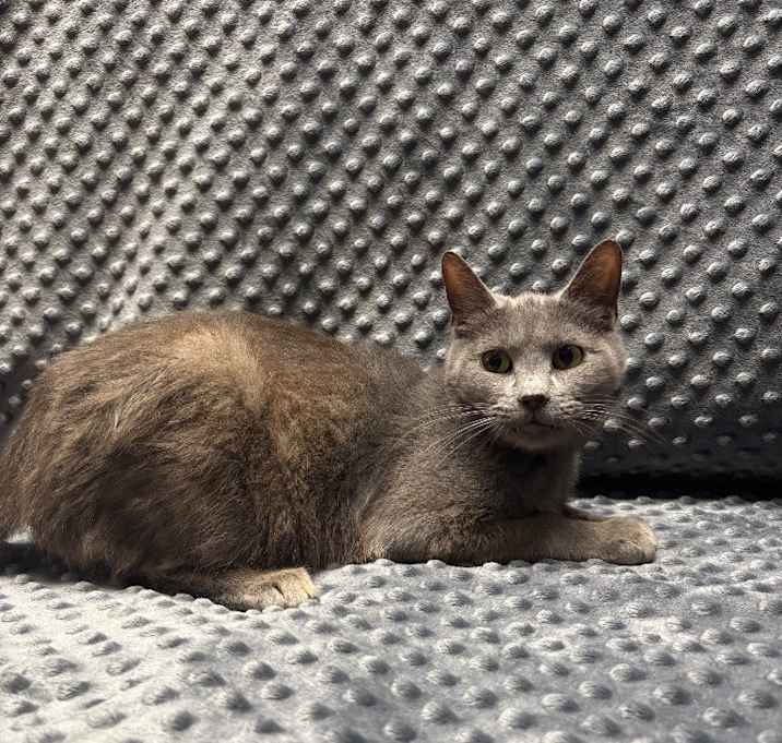 Photo of Lila