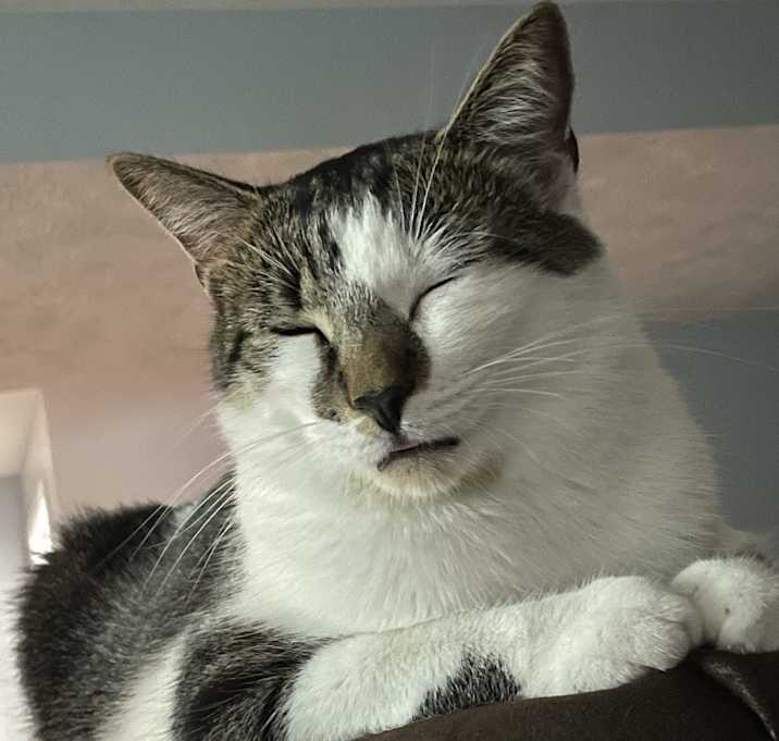 Photo of Loki