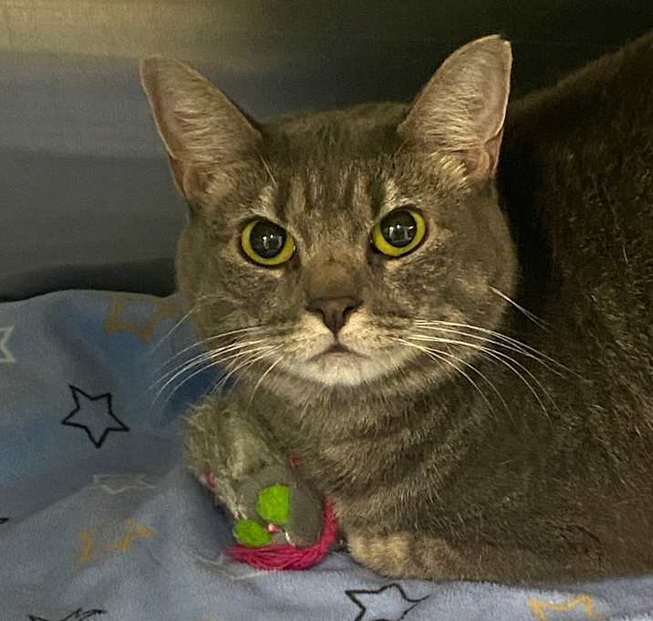 Photo of Smokey