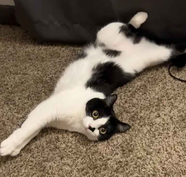 Photo of Kitty