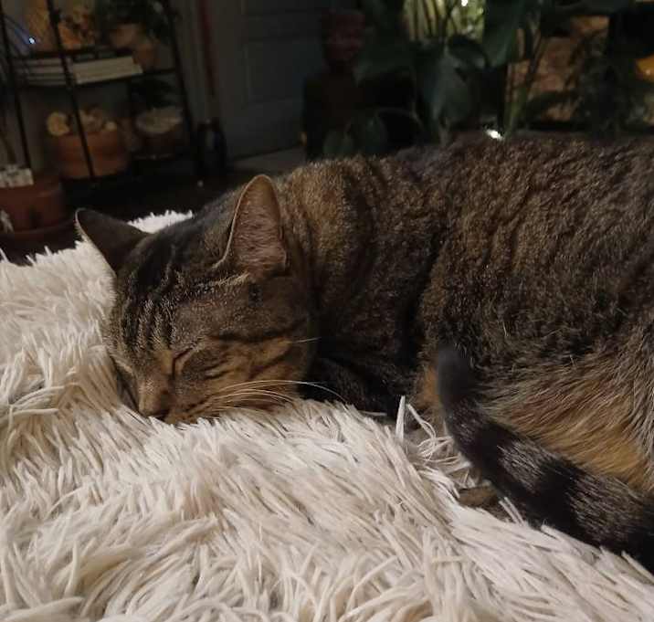 Photo of Athena