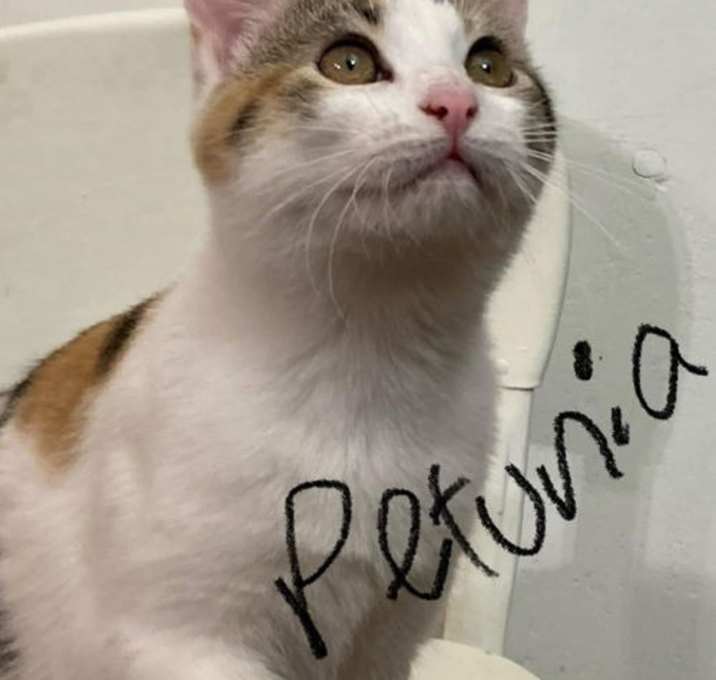 Photo of Petunia