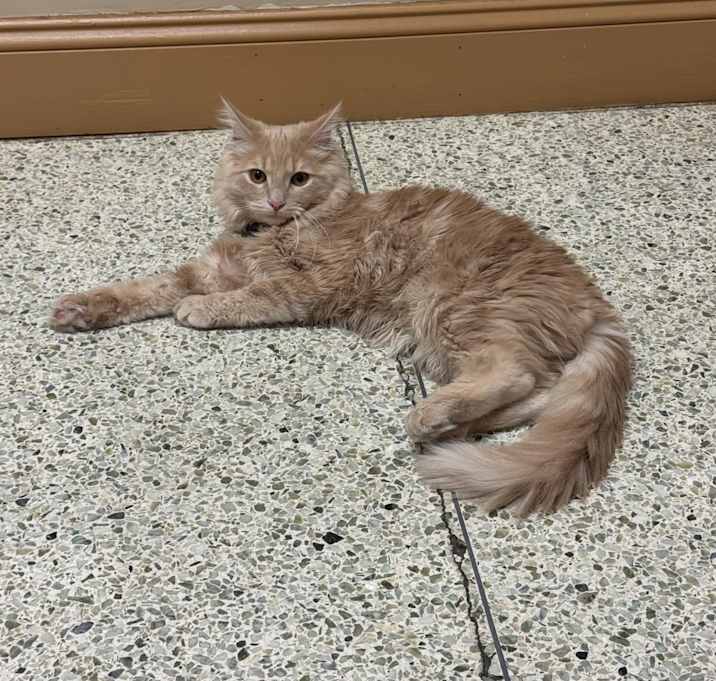 Photo of Simba