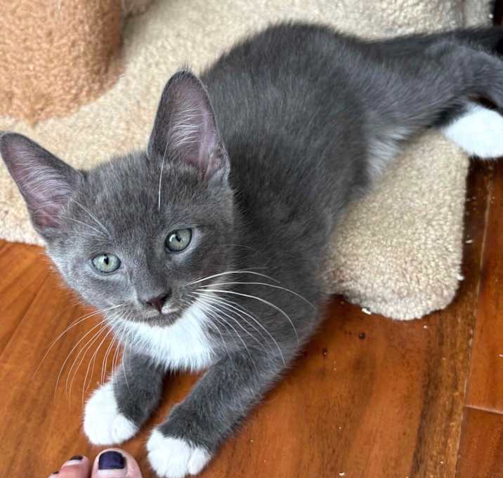 Photo of Mango
