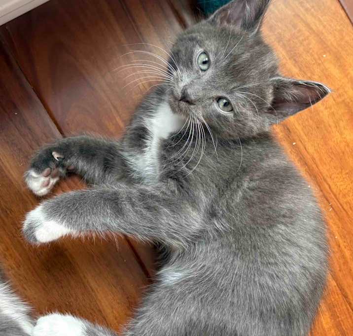 Photo of Papaya