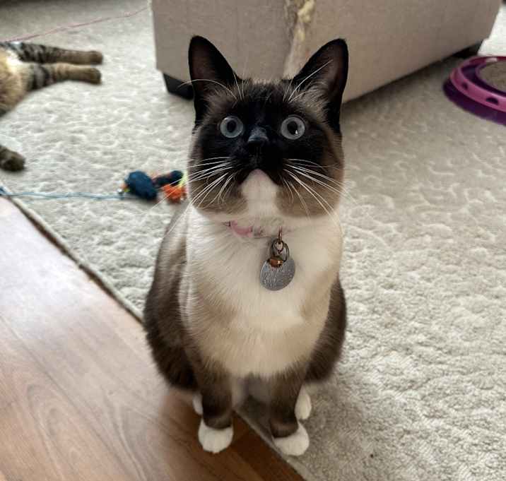 Photo of Coco