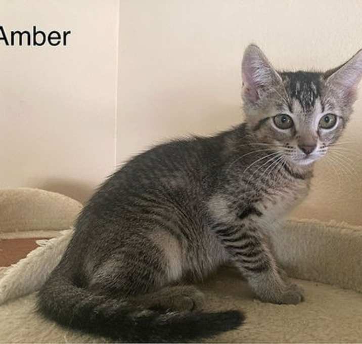 Photo of Amber
