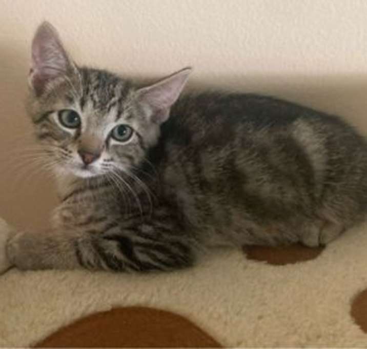 Photo of Otis