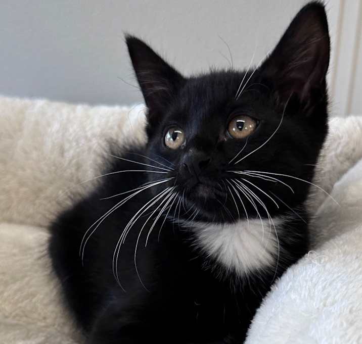 Photo of Felix