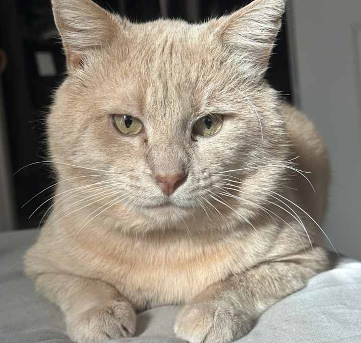 Photo of Kimichi