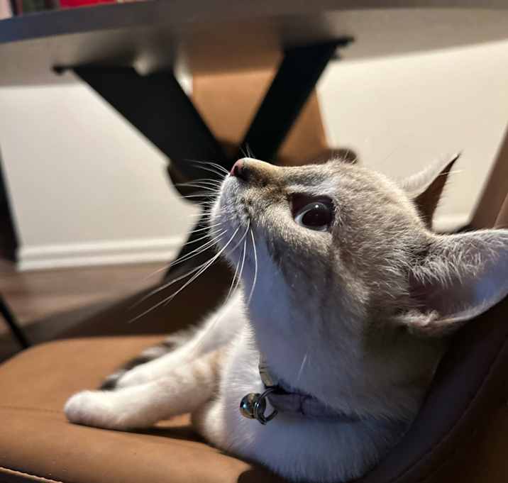 Photo of Luna