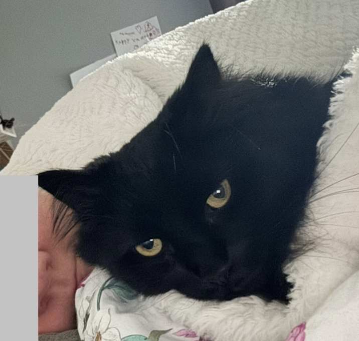 Photo of Georgie