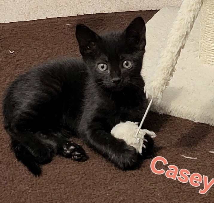 Photo of CASEY Kitten (f)