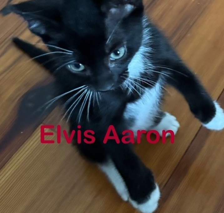 Photo of ELVIS AARON