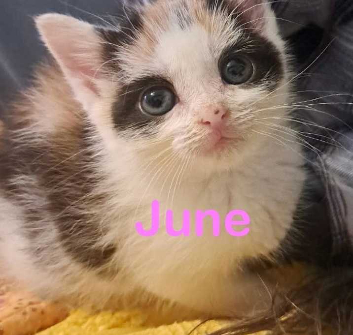 Photo of JUNE Kitten (f)