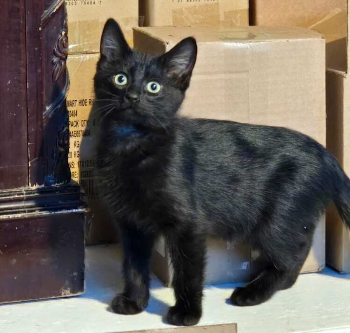 Photo of Meatball