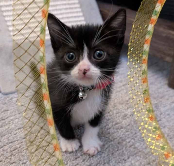 Photo of Violet