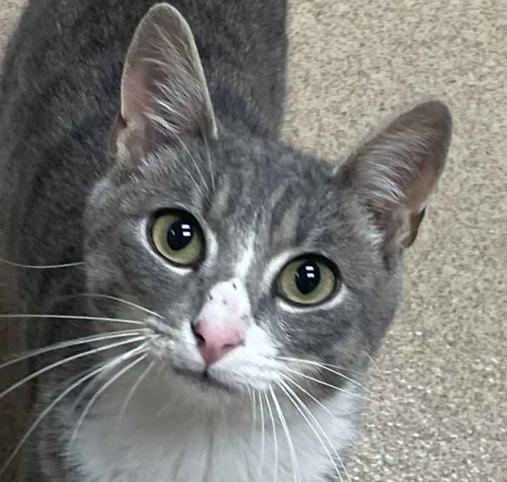 Photo of Kitty