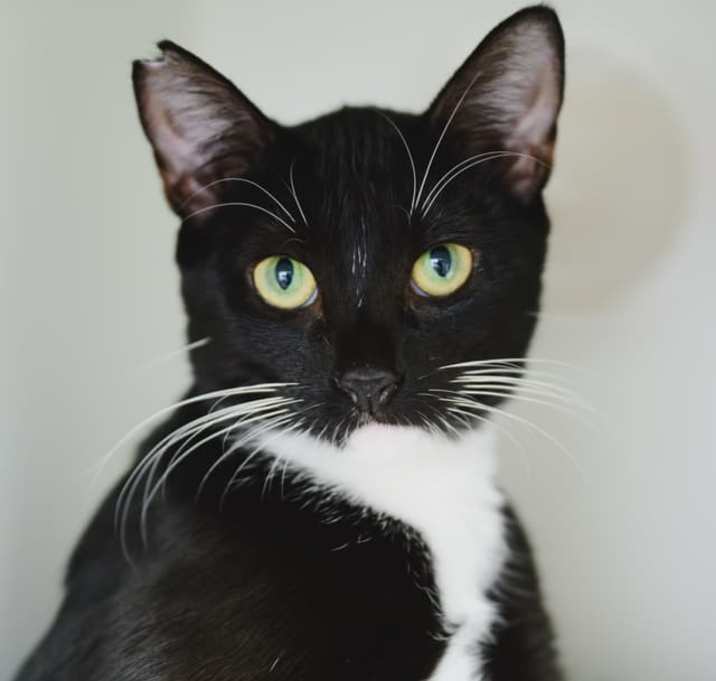 Photo of Tulip