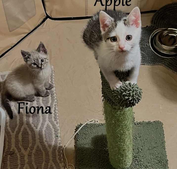 Photo of Apple
