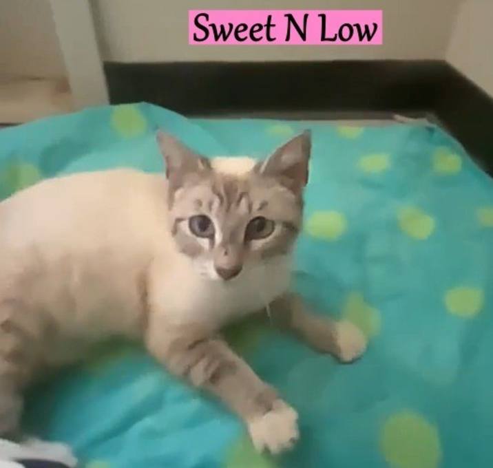 Photo of Sweet N Low