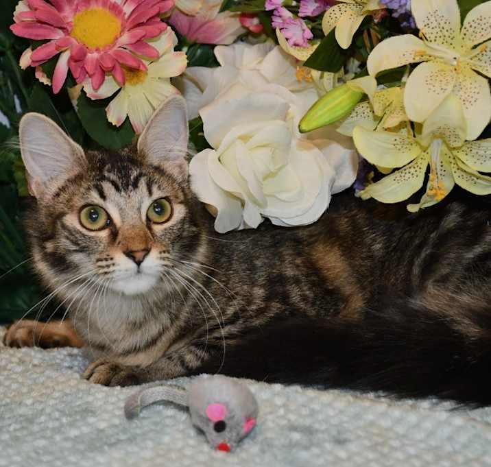 Photo of Shayla