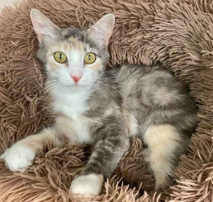 Photo of Lila
