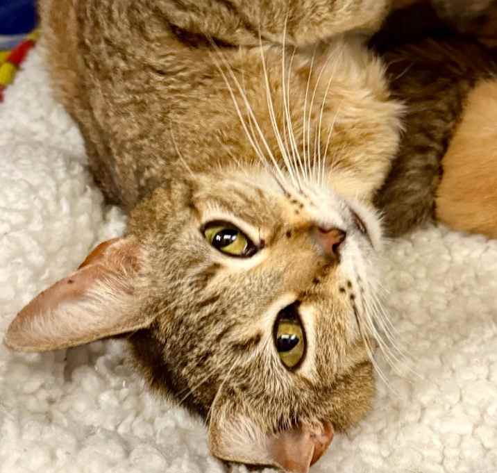 Photo of Latte
