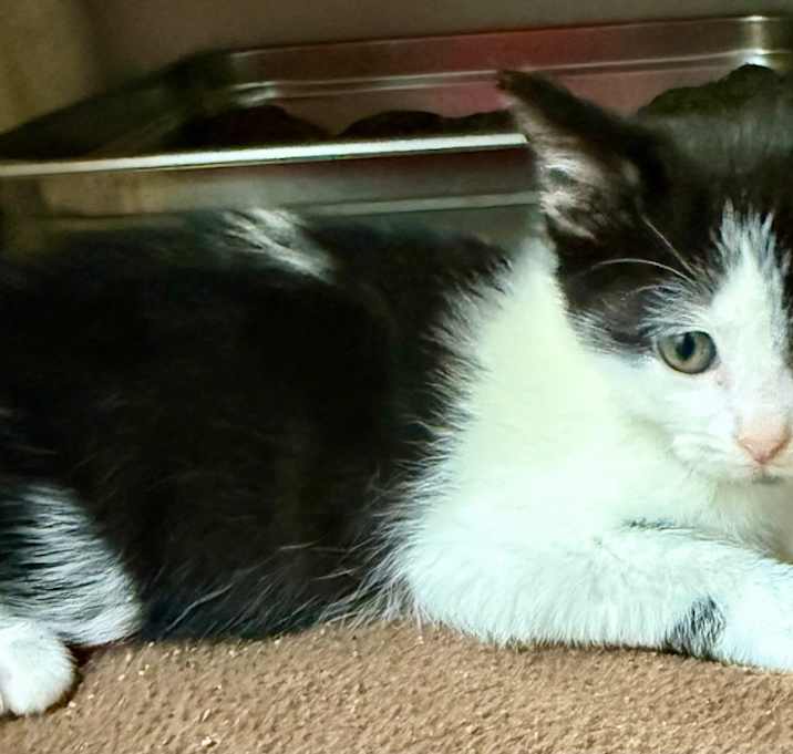 Photo of Duchess