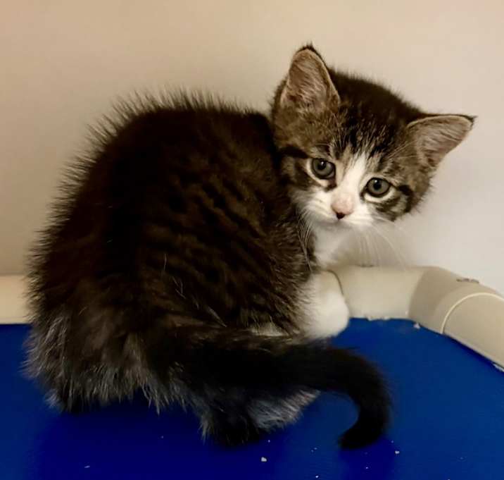 Photo of Gypsy