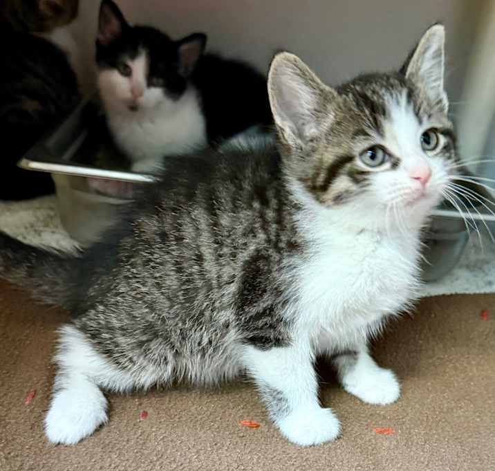 Photo of Rogue