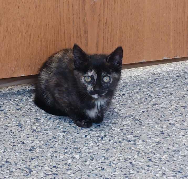 Photo of Fifi