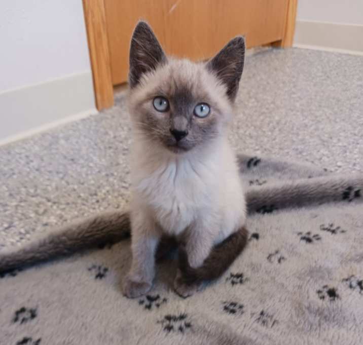 Photo of Momo