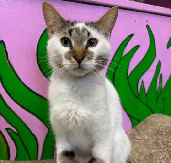 Photo of Patty Patches