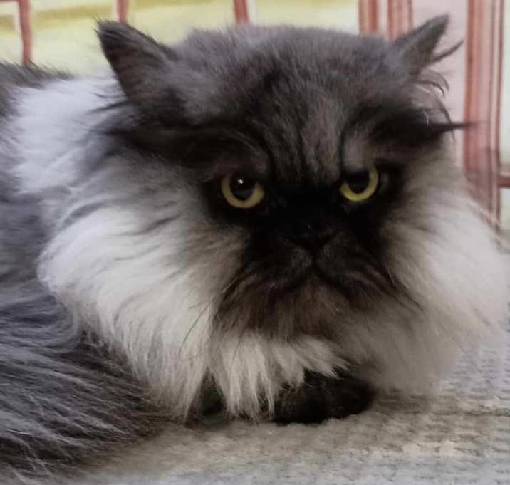 Photo of Duke