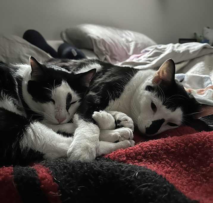 Photo of Oreo and Truffle