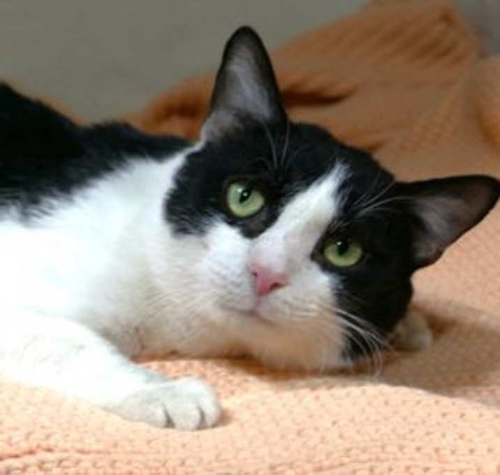 Photo of Baron