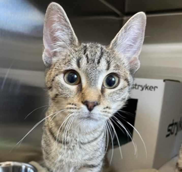 Photo of Cookie