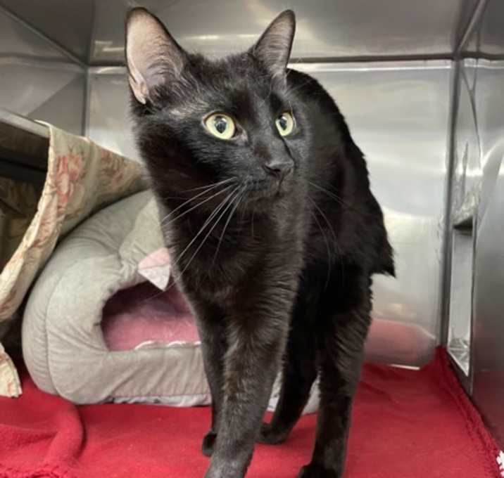 Photo of Panther