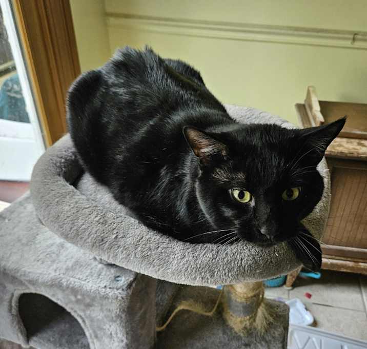 Photo of Midnight