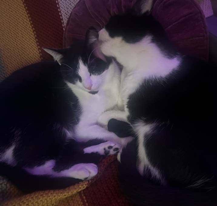 Photo of Luna and Sage